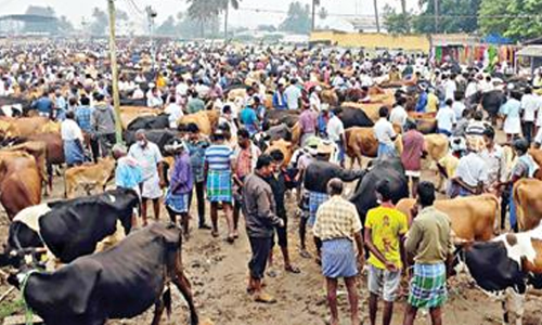நாமக்கல் புதன் சந்தையில்  ரூ.2 கோடிக்கு மாடுகள் வர்த்தகம்