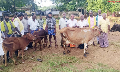 பாவூர்சத்திரத்தில் புதிய மாட்டுச்சந்தை திறப்பு