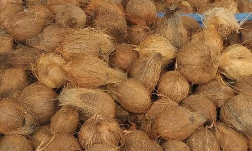 வெப்பிலியில் தேங்காய் ஏலம்