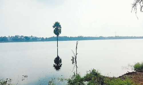 குடியாத்தத்தில் 3 ஏரிகள் நிரம்பியது