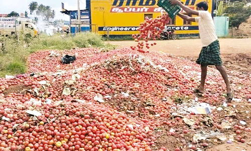 தக்காளி விலை வீழ்ச்சி- குப்பையில் கொட்டும் அவலம்