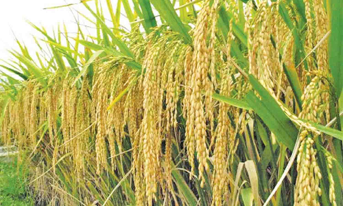 நெல் பயிருக்கு 15-ந்தேதிக்குள் காப்பீடு செய்ய வேண்டுகோள்