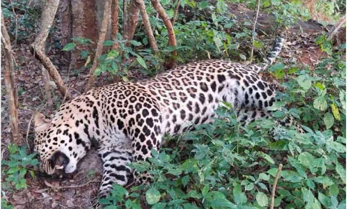 கூடலூரில் ஆண் சிறுத்தை மர்ம சாவு