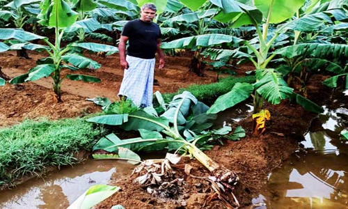 களக்காடு அருகே  காட்டு பன்றிகள் அட்டகாசம் - வாழைகள் நாசம்