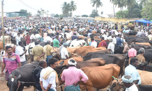 கருங்கல்பாளையம் சந்தையில் 90 சதவீதம் மாடுகள் விற்பனை