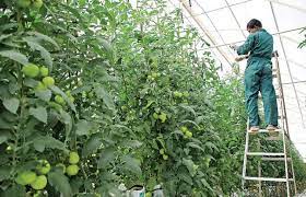 தோட்டக்கலைப்பயிர்களை பாதுகாக்க  முன்னெச்சரிக்கை நடவடிக்கை