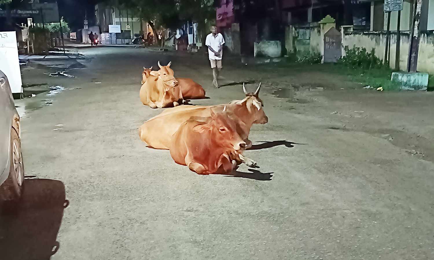 சாலையில் சுற்றி திரியும் மாடுகளை பிடிக்க நடவடிக்கை எடுக்க வேண்டும் சாலையில் சுற்றி திரியும் மாடுகளை பிடிக்க நடவடிக்கை எடுக்க வேண்டும்