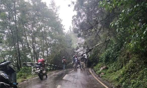 கோத்தகிரி, குன்னூரில் பலத்த மழை- கொடநாடு சாலையில் மரம் விழுந்து போக்குவரத்து பாதிப்பு