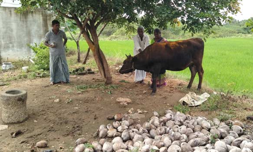 24 மணிநேரமும் பால் கறக்கும் தெய்வீக பசு- காலில் விழுந்து ஆசீர்வாதம் வாங்கும் மக்கள்