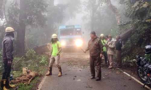 ஊட்டியில் மரம் விழுந்து போக்குவரத்து பாதிப்பு