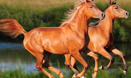 மதுக்கரை மார்க்கெட்டில் குடியிருப்பு பகுதிகளில் சுற்றிதிரியும் குதிரைகள்