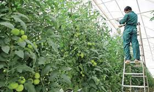 தோட்டக்கலைப்பயிர்களை பாதுகாக்க  முன்னெச்சரிக்கை நடவடிக்கை