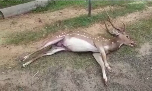 நாய்கள் கடித்ததில் புள்ளிமான் சாவு