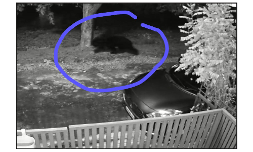 ஓசூர் அருகே  கர்நாடக எல்லையில் குடியிருப்பு பகுதியில் புகுந்த கரடி   -காமிராவில் பதிவான காட்சியால் பொது மக்கள் பீதி