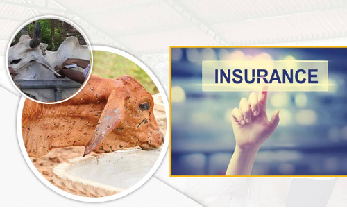 கால்நடைகளுக்கு அரசு மானியத்துடன் காப்பீடு