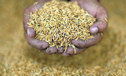 புதிய நெல் ரகங்களை ஊக்கப்படுத்துதல் பயிற்சி