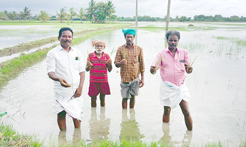 வாய்க்கால் தூர்வாராததால் சம்பா பயிர்கள் மூழ்கின- விவசாயிகள் வேதனை