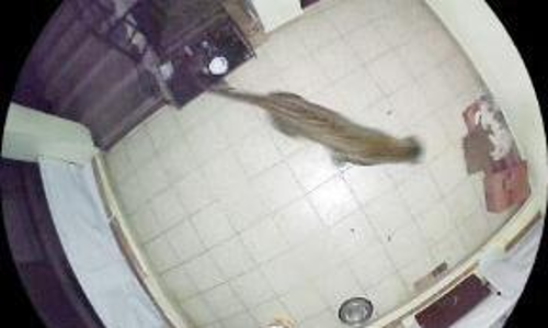 ஊட்டியில் வீடு புகுந்து நாயை கவ்வி சென்ற சிறுத்தை