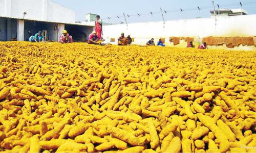 மஞ்சள் குவிண்டால் ரூ.8 ஆயிரத்தை கடந்தது