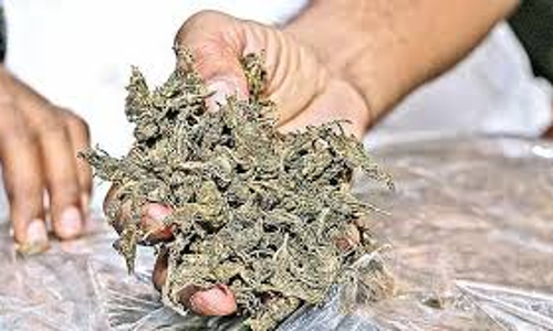 கஞ்சா விற்ற வாலிபர் கைது