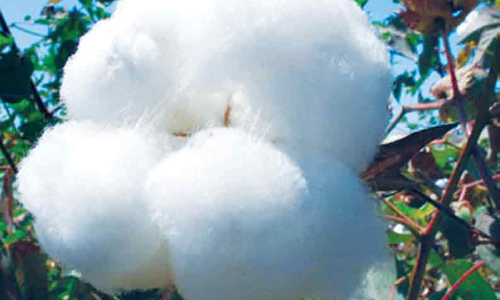 பஞ்சு விலை ஒரு கேண்டி ரூ.64,500-க்கு விற்பனை