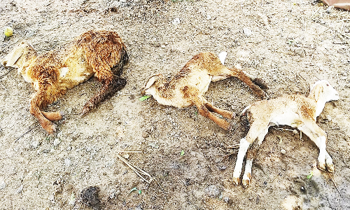 வந்தவாசி அருகே மர்ம நோய் தாக்கி 3 ஆடுகள் சாவு