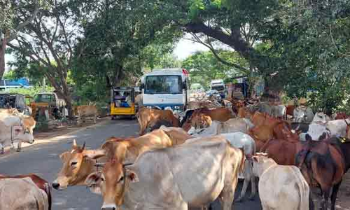 சாலையில் போக்குவரத்துக்கு இடையூறாக சுற்றிதிரியும் கால்நடைகள் அப்புறப்படுத்தப்படுமா?