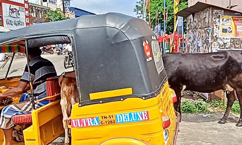 ஆட்டோவை 2 கி.மீ. தொடர்ந்து சென்று கன்றுக்குட்டியிடம் பாசமழை பொழிந்த பசு