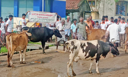 பெரம்பலூர் அயன்பேரையூரில் கால்நடைகளுக்கான இலவச மருத்துவ முகாம்