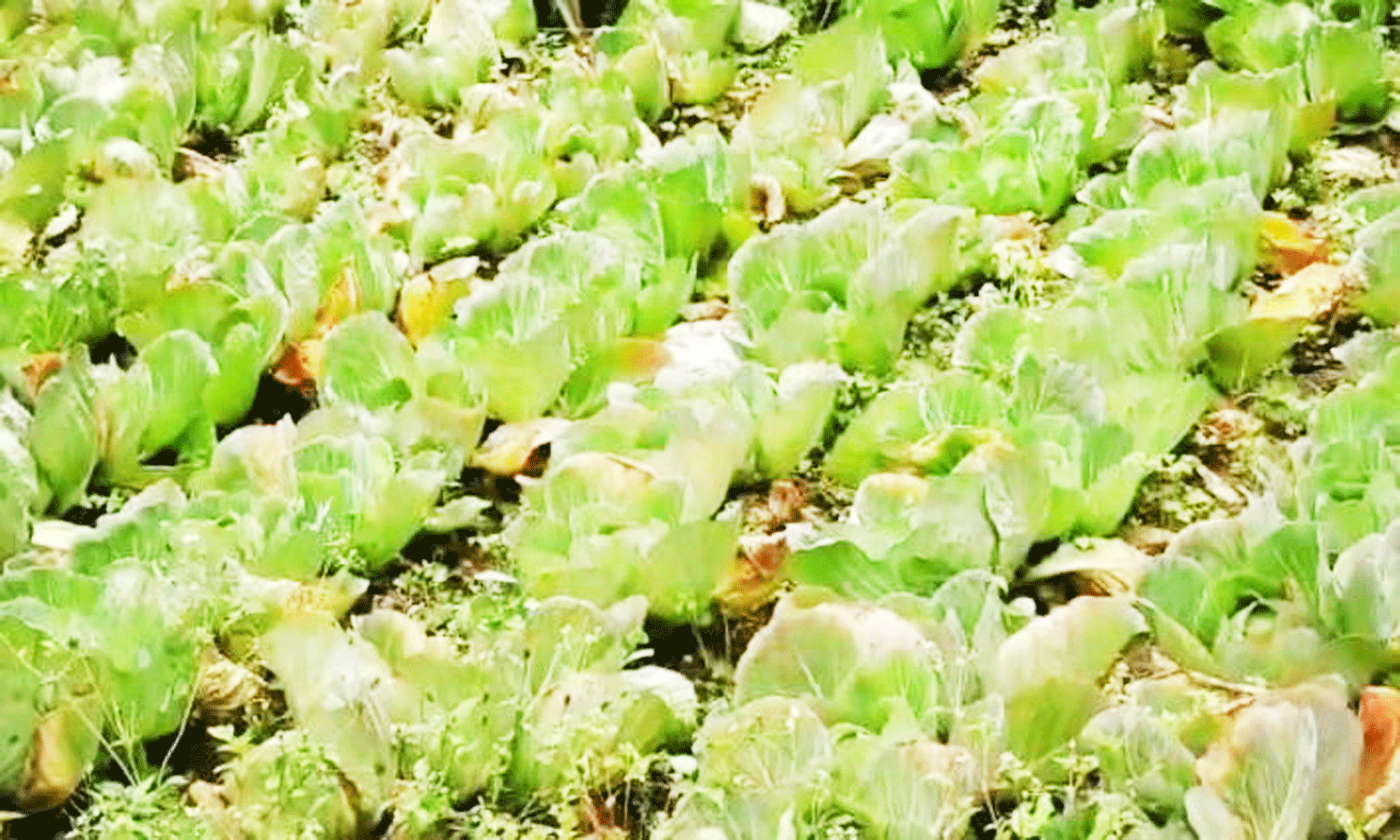 கொடைக்கானலில் மழையால் முட்டை கோஸ் விவசாயம் பாதிப்பு கொடைக்கானலில் மழையால் முட்டை கோஸ் விவசாயம் பாதிப்பு