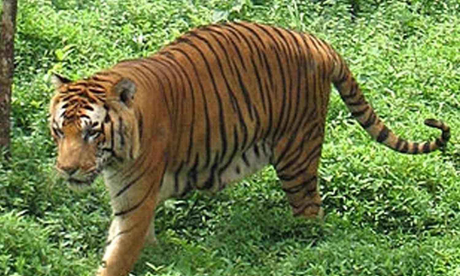 கேரளாவின் வயநாடு பகுதியில் கிராமத்திற்குள் மீண்டும் புகுந்த புலி | Tamil  News Tiger re-enters village in Kerala Wayanad