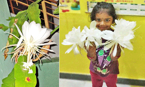 போடியில் பூத்துக்குலுங்கிய பிரம்ம கமல மலருக்கு மக்கள் வழிபாடு