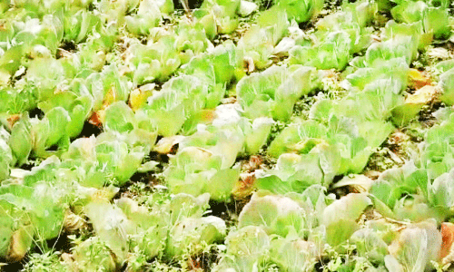 கொடைக்கானலில் மழையால் முட்டை கோஸ் விவசாயம் பாதிப்பு