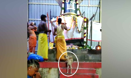 சிவன் கோவில் பூஜையில் சங்கு ஓசைக்கு ஏற்ப சத்தமிட்டு வழிபடும் நாய்- பக்தர்கள் பரவசம்