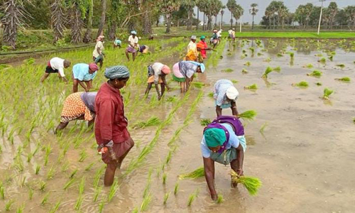 பாட்டு பாடி விவசாய நடவுப்பணியில் பெண்கள்