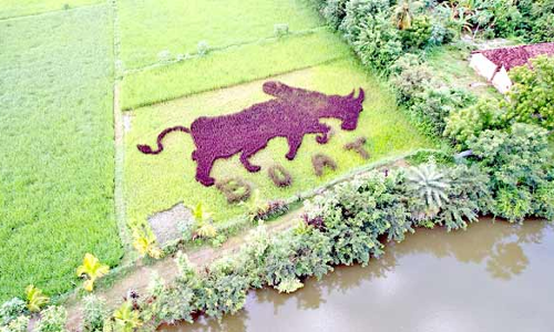 வேதாரண்யம் அருகே வயலின் நடுவே பாரம்பரிய நெல் ரகத்தை காளை வடிவில் நட்டு விவசாயி அசத்தல்