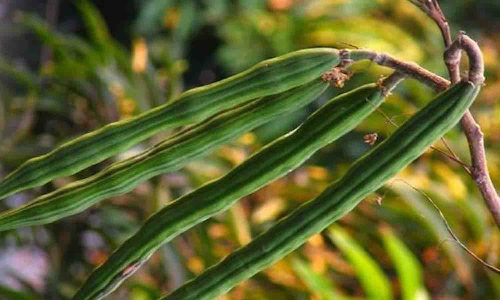 வெள்ளகோவிலில் 1 டன் முருங்கைக்காய் வரத்து