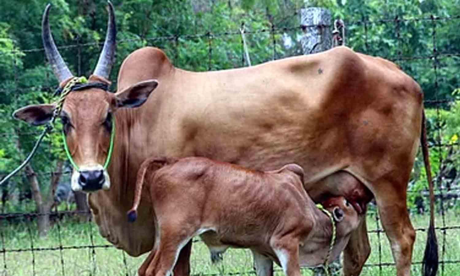 பழையக்கோட்டையில் ரூ.20 லட்சத்திற்கு காங்கயம் இன மாடுகள் விற்பனை