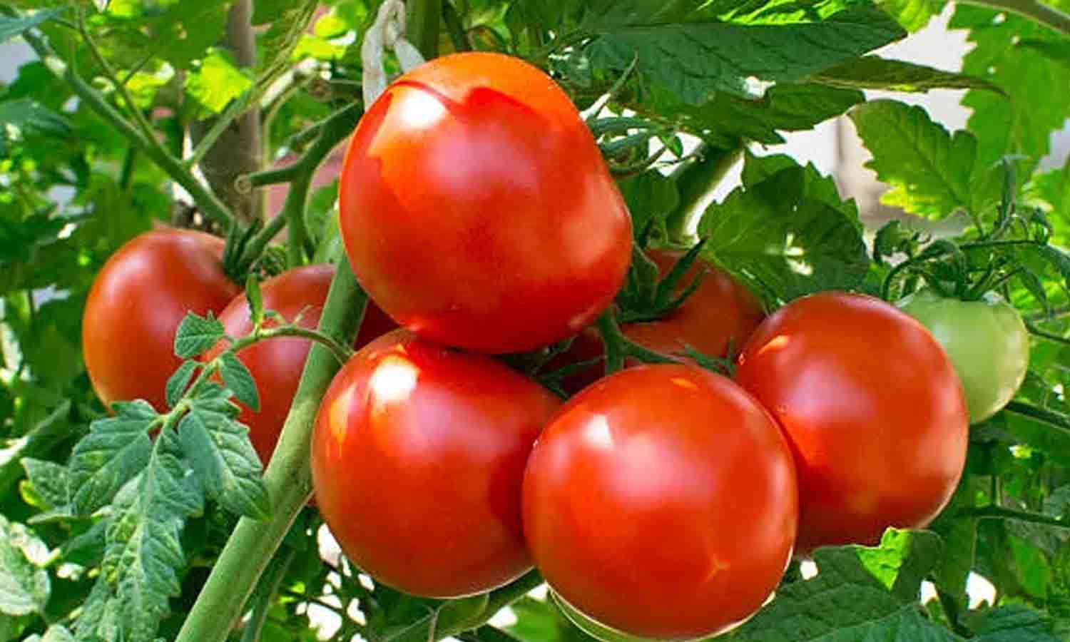 மழையால் தக்காளி செடிகள் பாதிப்பு - விலை குறைவால் விவசாயிகள் அதிர்ச்சி மழையால் தக்காளி செடிகள் பாதிப்பு - விலை குறைவால் விவசாயிகள் அதிர்ச்சி