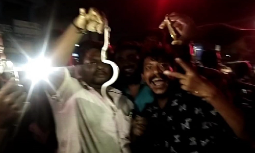 அரக்கோணம் அருகே பைக்கில் புகுந்து ஆட்டம் காட்டிய பாம்பு