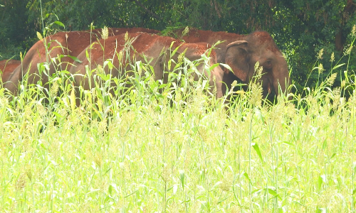 3 குட்டிகளுடன் ஊருக்குள் புகுந்த யானை கூட்டம்.