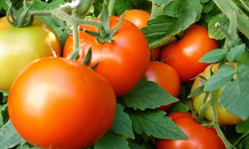 தக்காளி விலை குறைந்தது