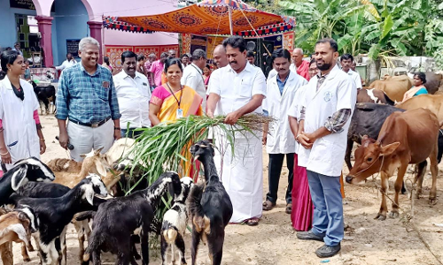 கால்நடை விழிப்புணர்வு முகாம்