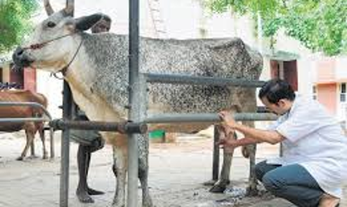 கால்நடை மருத்துவ முகாம்