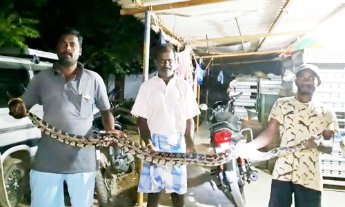 குடியிருப்புக்குள் புகுந்த 7 அடி நீள மலைப்பாம்பு