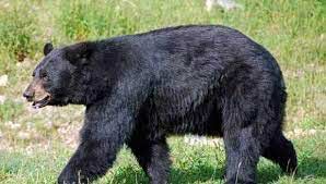 கோத்தகிரியில் நள்ளிரவில் ஊருக்குள் நுழையும் கரடிகள்