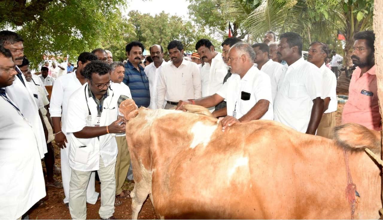 சுகாதார விழிப்புணர்வு முகாமில் 550 கால்நடைகளுக்கு தடுப்பூசி சுகாதார விழிப்புணர்வு முகாமில் 550 கால்நடைகளுக்கு தடுப்பூசி