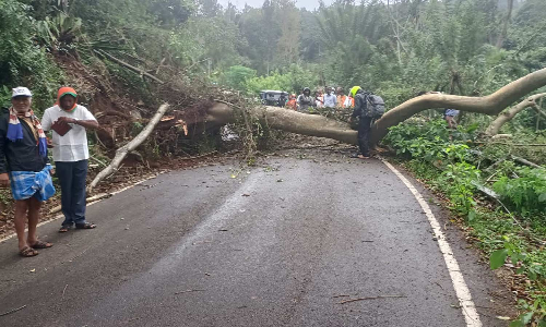 கொடைக்கானல் கீழ்மலையில் பலத்த மழைக்கு மரம் முறிந்து கோவில், வீடு சேதம் போக்குவரத்து பாதிப்பு