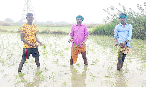 மழையால் சம்பா பயிர்கள் பாதிப்பு