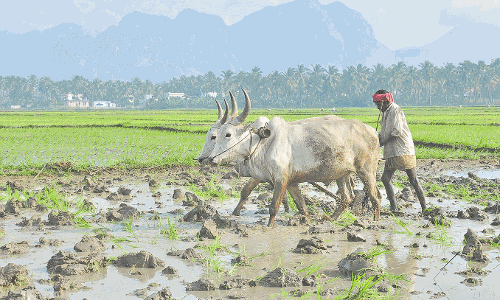 குமரியில் பரவலாக சாரல் மழை திற்பரப்பு அருவியில் குளிக்க 12-வது நாளாக தடை நீடிப்பு